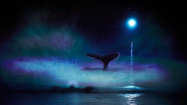 A dark silhouette of a whale tail within a white and light blue splash of water on the River. In the backdrop is a bright white spot of light in the dark sky