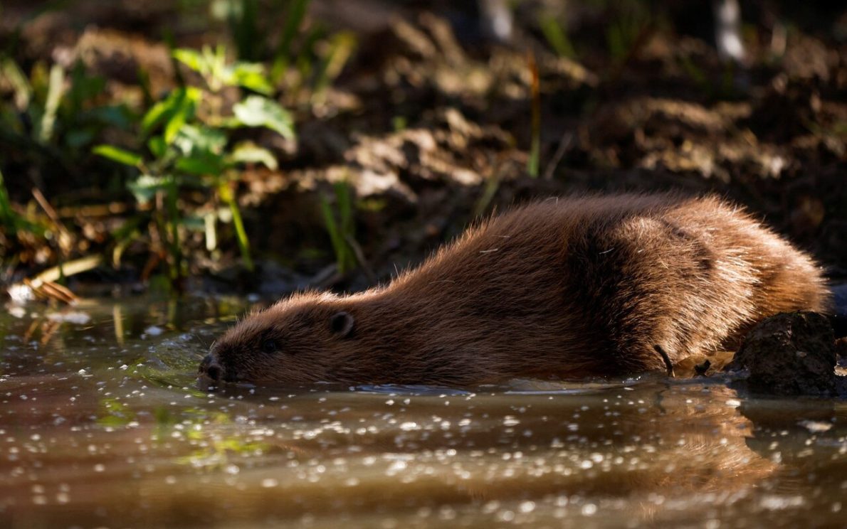 Justin Beaver making his first tentative foray into the water after being released in part of a project launched by Enfield Council and Capel Manor College